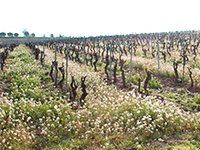 Languedoc - vinice v lednu_1